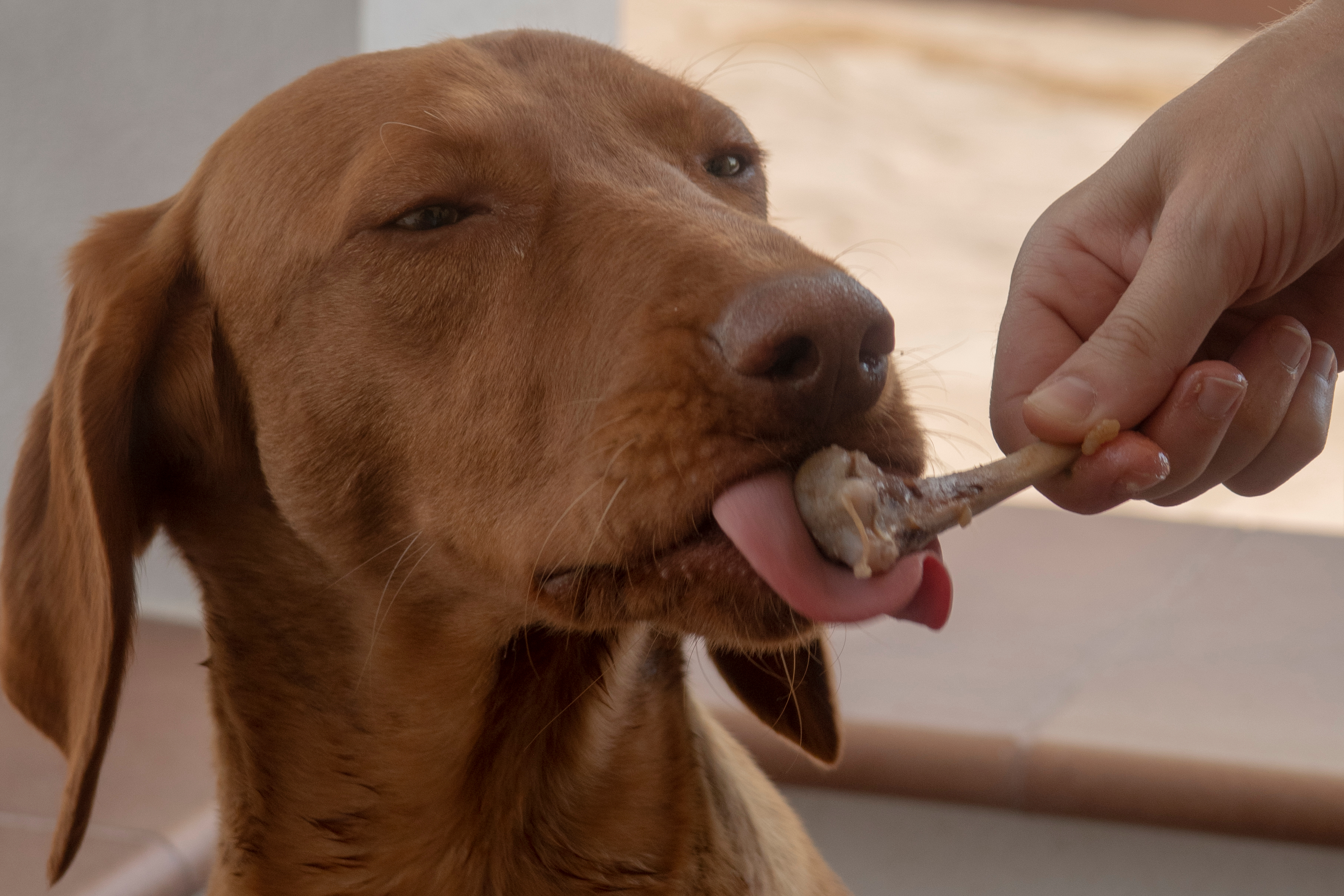Czy psy mogą jeść kości z kurczaka?