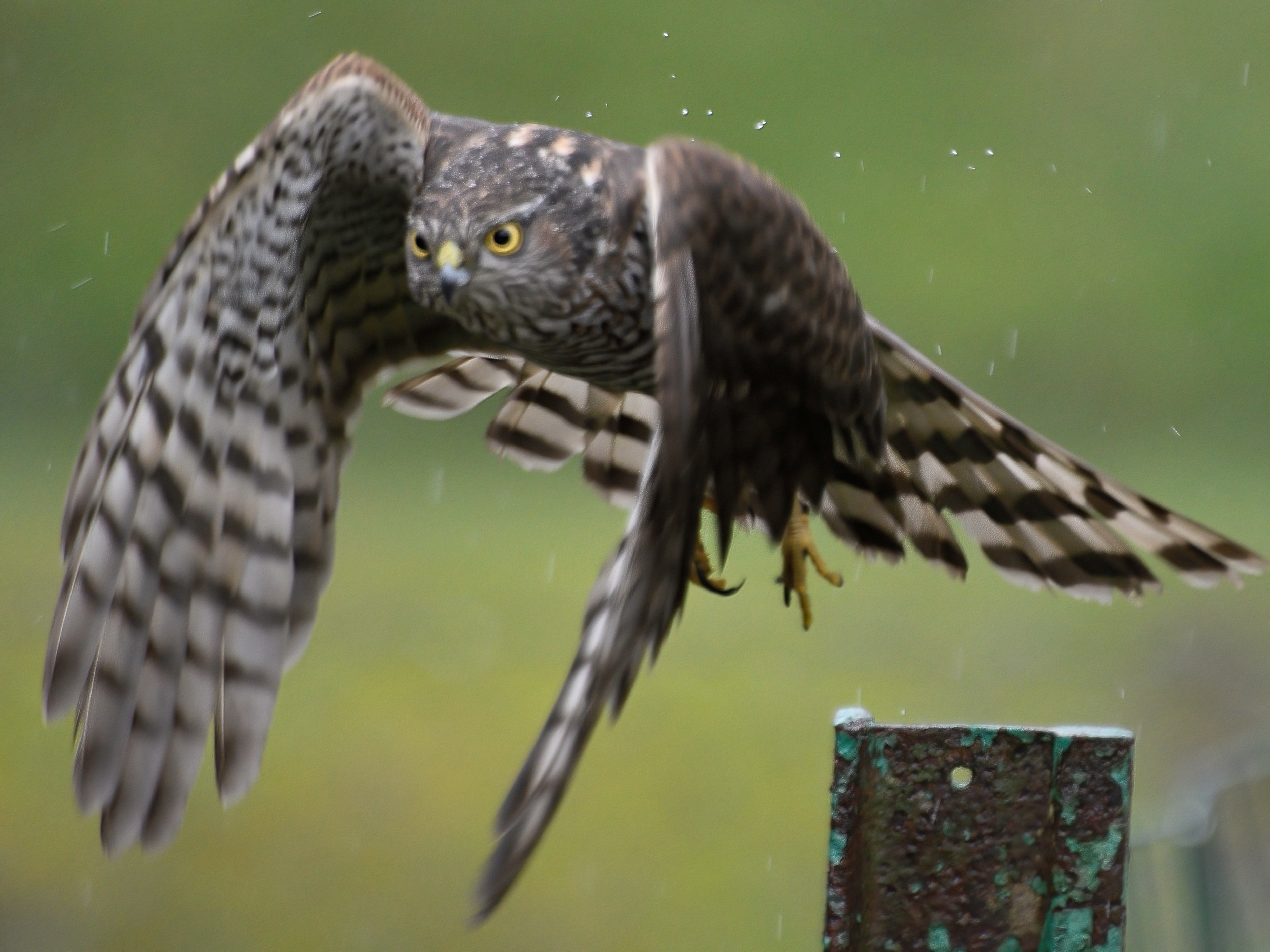 Czy krogulec poluje na gołębie?