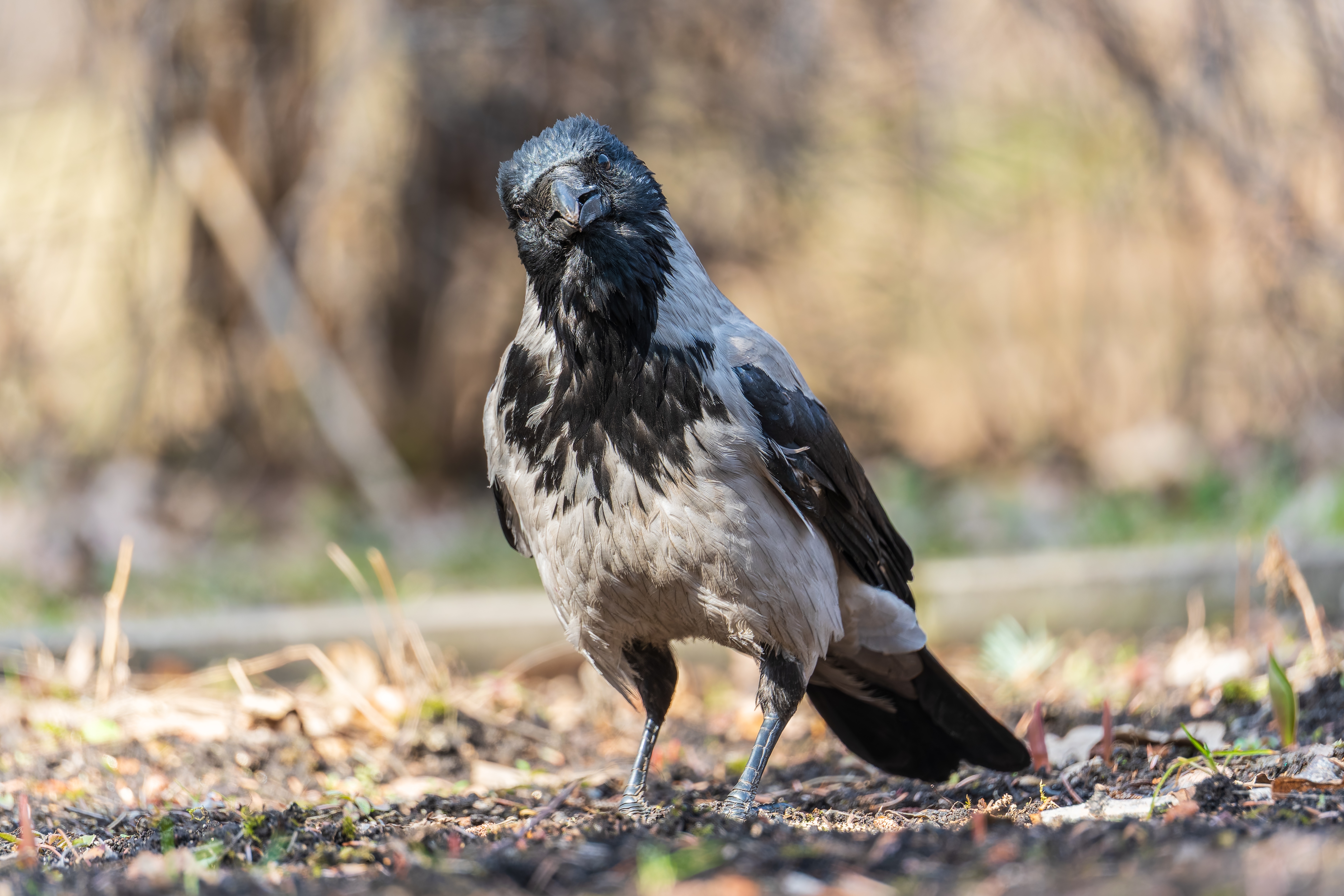 Co oznacza zobaczenie wrony?